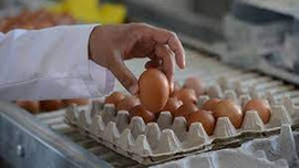 Yumurta sektörüne kartel soruşturması